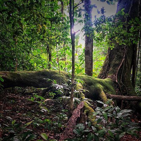 El Remanso Rainforest Lodge Puerto Jiménez Εξωτερικό φωτογραφία