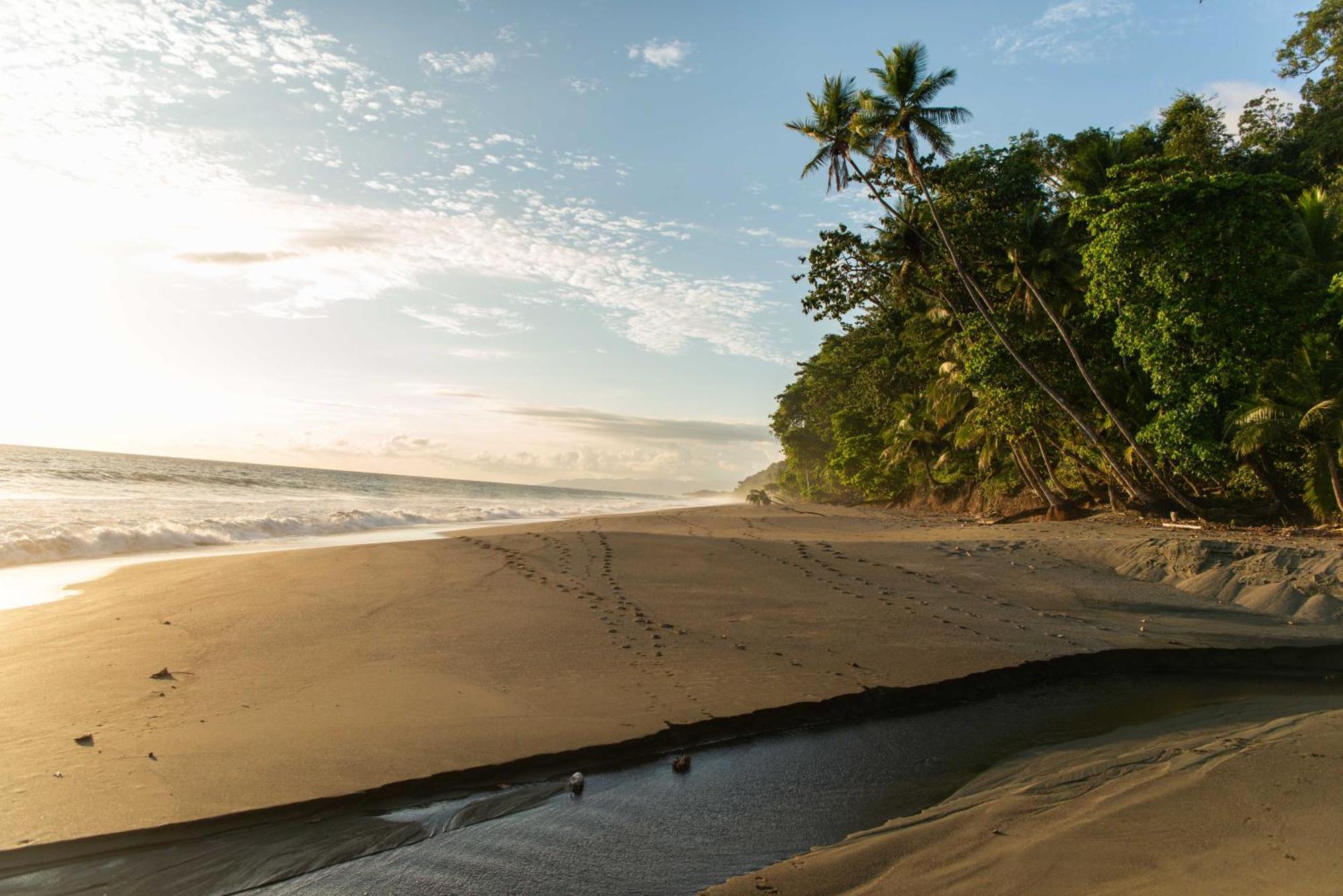 El Remanso Rainforest Lodge Puerto Jiménez Εξωτερικό φωτογραφία