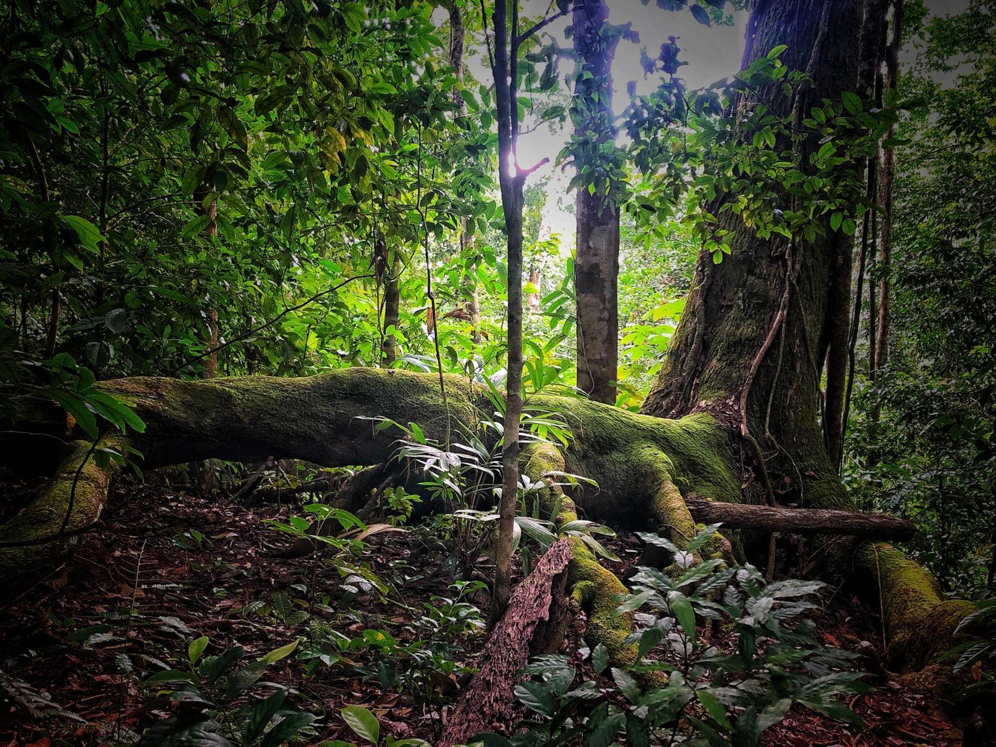 El Remanso Rainforest Lodge Puerto Jiménez Εξωτερικό φωτογραφία